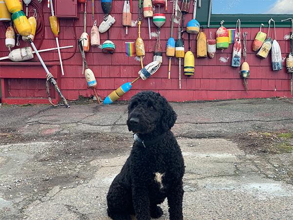 Lucky, the Seaport Dog in Boston MA