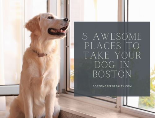 5 Awesome Places to Take Your Dog in Boston