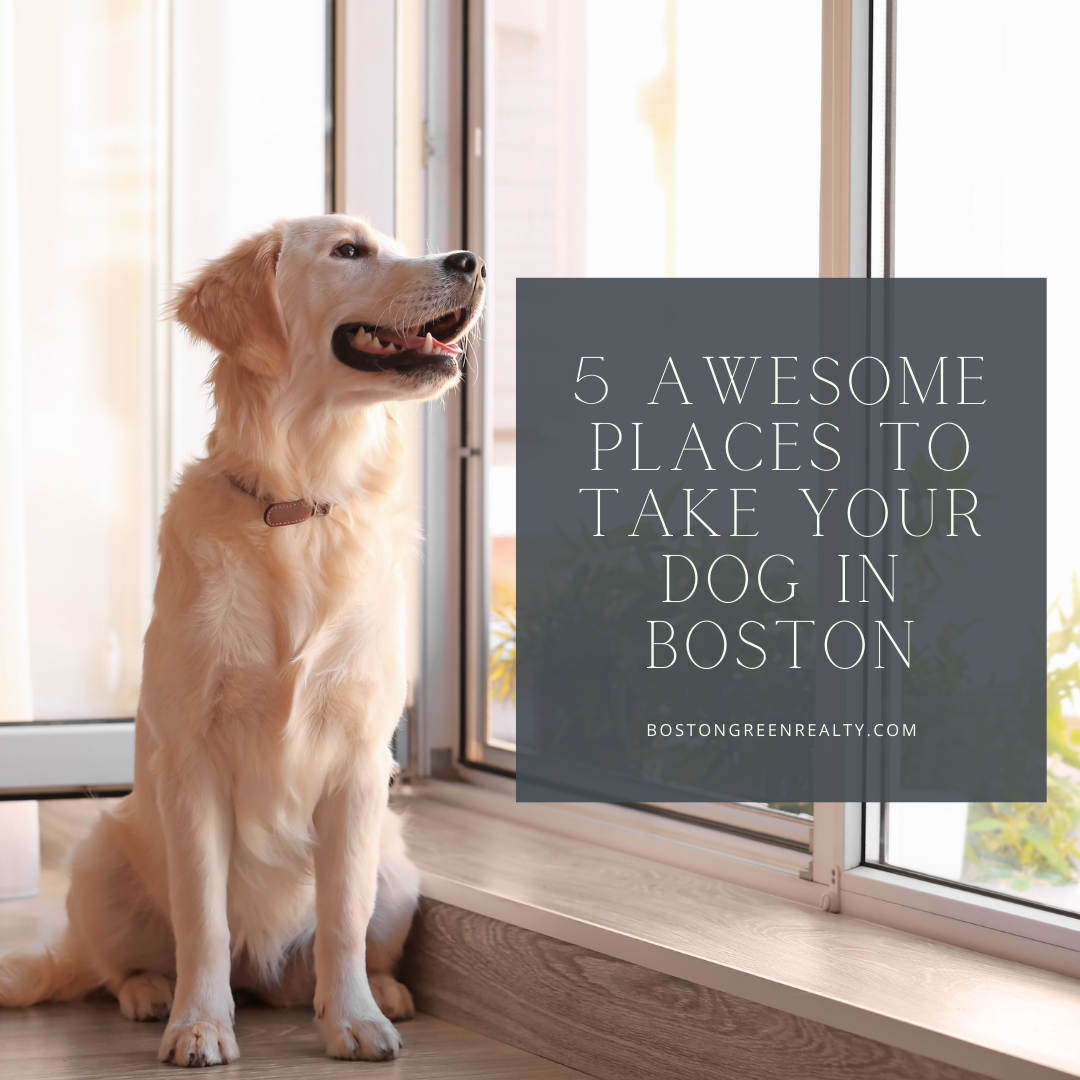 5 Awesome Places to Take Your Dog in Boston